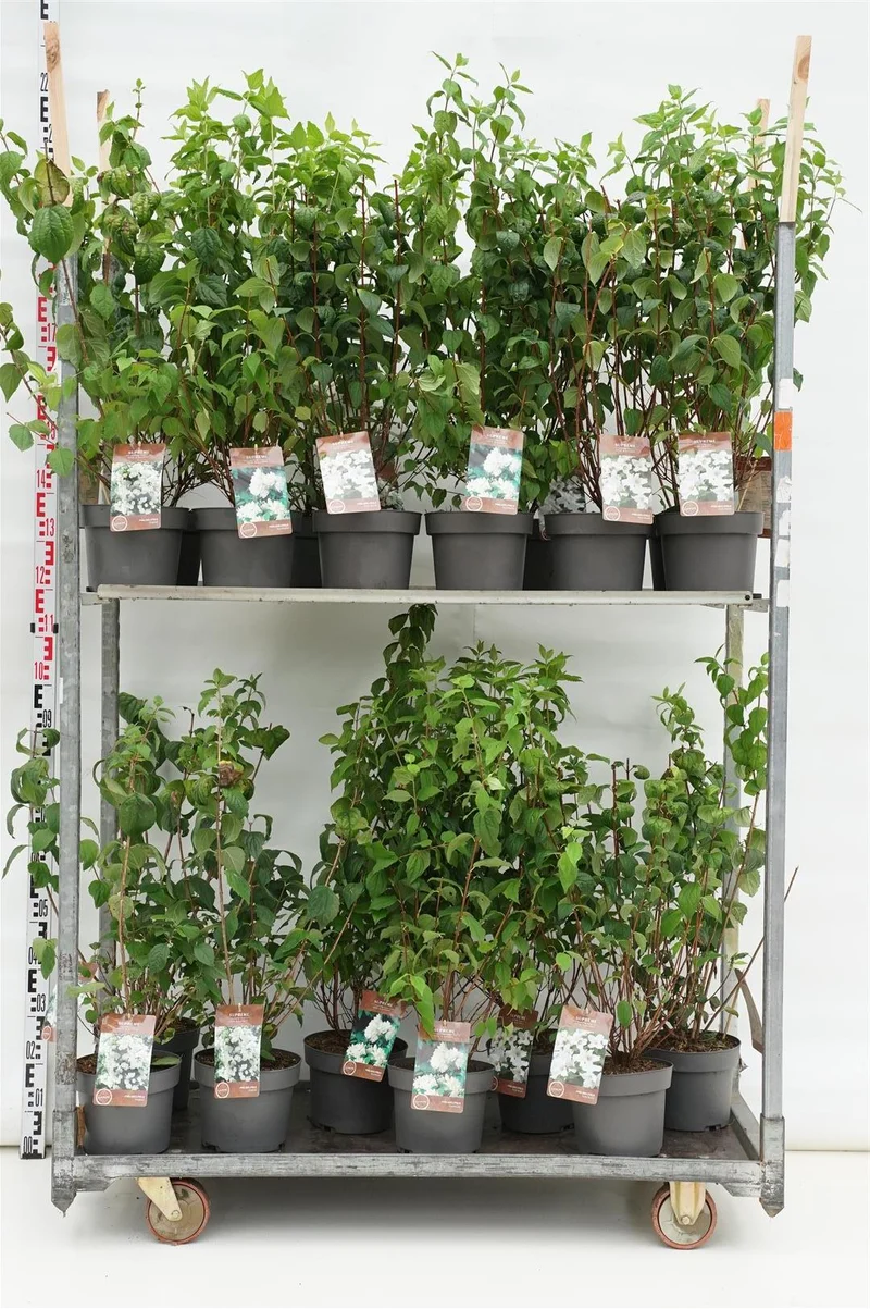 Philadelphus i sorter C4 (4 liters kruka) 40–60 cm
