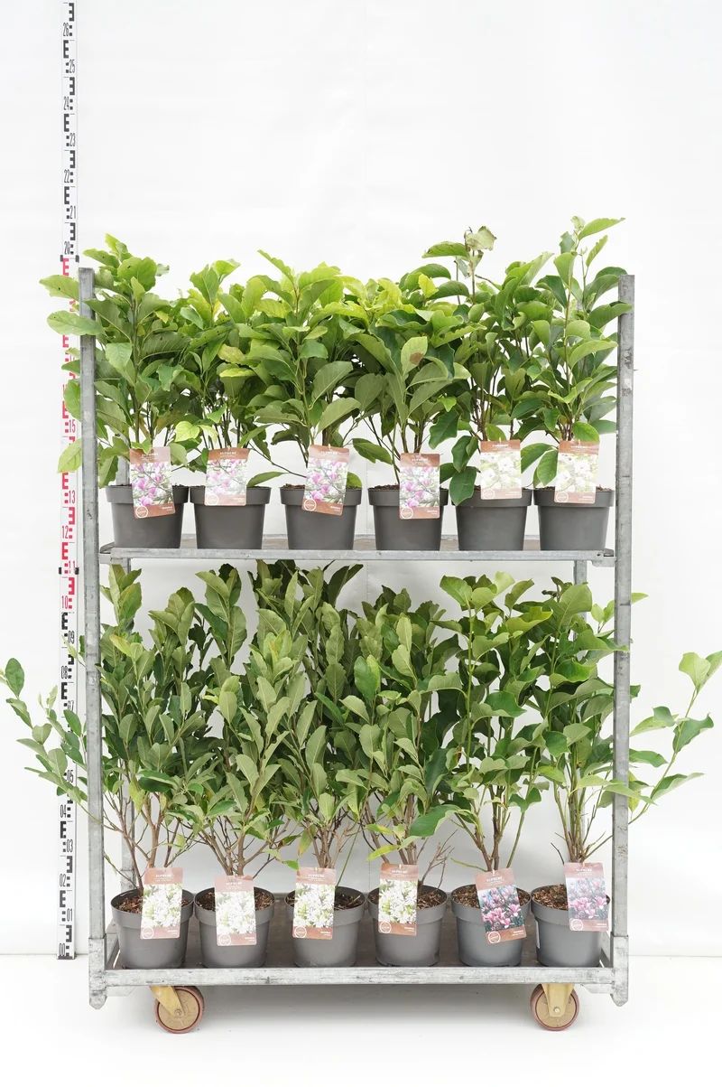Magnolia i sorter 40-60 cm C4 (4 liters kruka) / 21 cm kruka