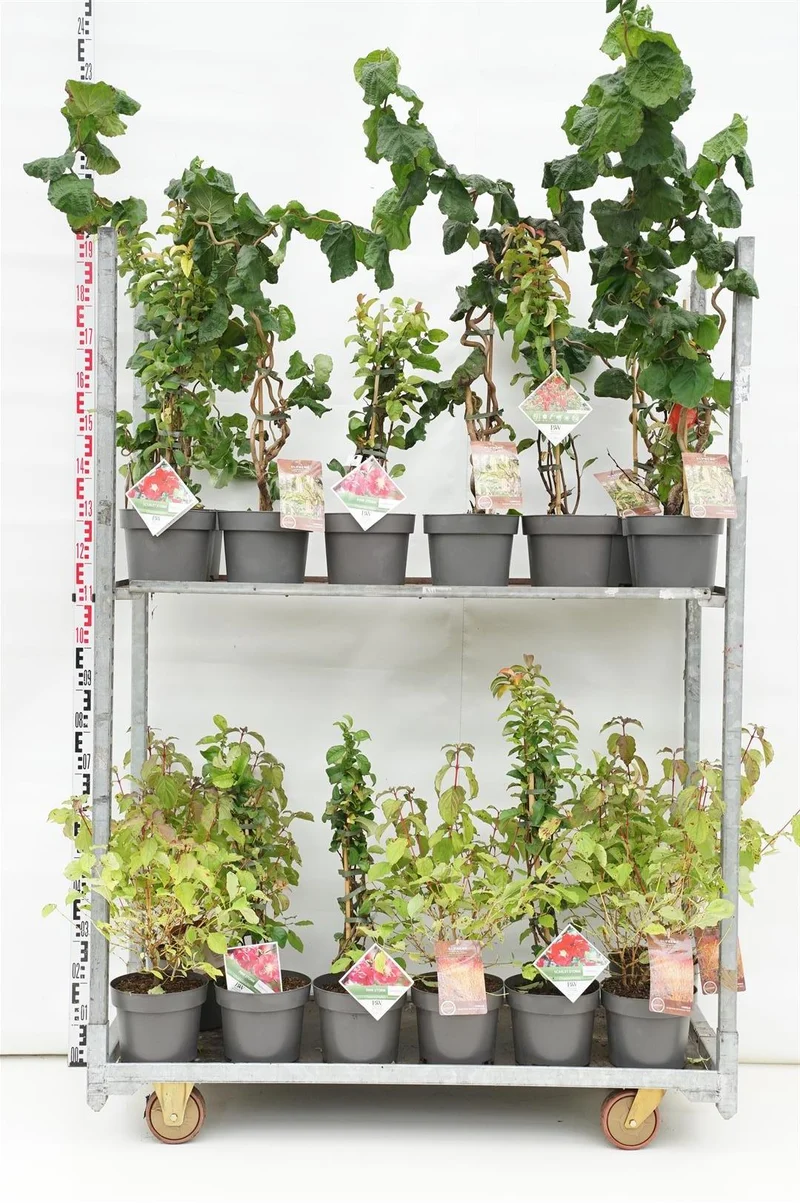 Prydnadsbuskar i sorter C4 (4 liters kruka) / 21 cm kruka 40-60 cm