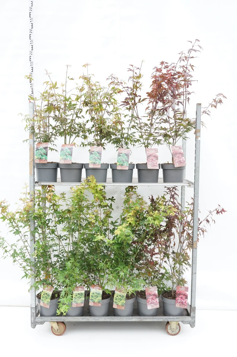Acer palmatum, olika sorter C4 (4 liters kruka) 40-60 cm