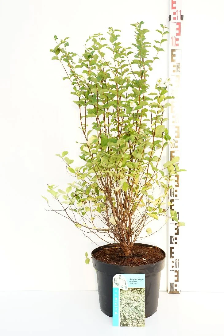 Symphoricarpos d. 'White Hedge' C10 (10 liters kruka) 50-60 cm