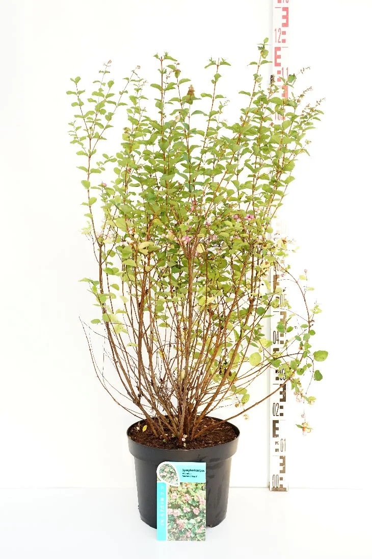 Symphoricarpos d. 'Mother of Pearl' C10 (10 liters kruka) 50-60 cm