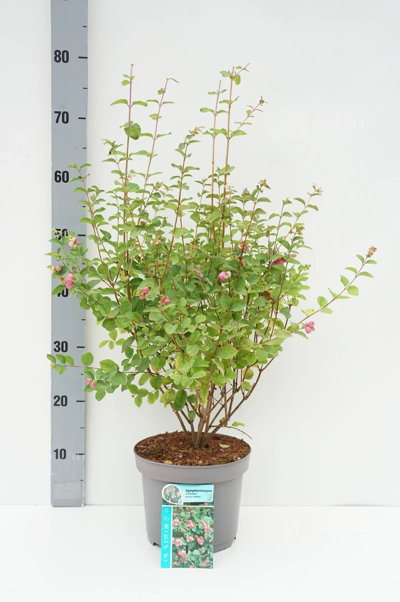 Symphoricarpos d. 'Mother of Pearl' C3 (3 liters kruka) 50-60 cm