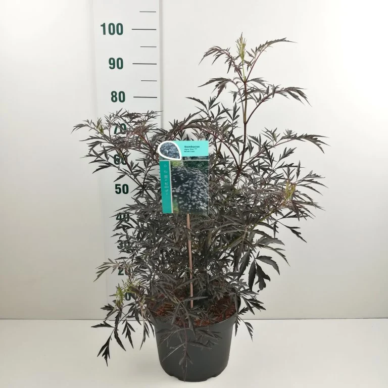 Sambucus nigra 'Black Lace' 50-60 cm C10 (10 liters kruka)