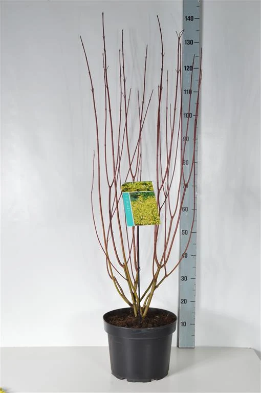 Cornus alba 'Aurea' C10 (10 liters kruka) 80-100 cm