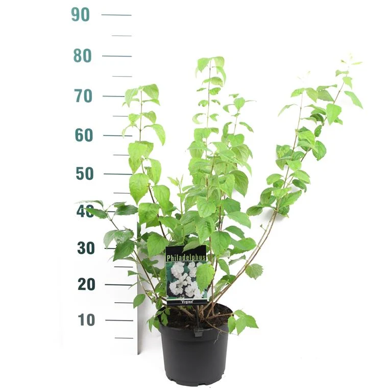 Philadelphus 'Virginal' C3 (3 liters kruka) 50-60 cm