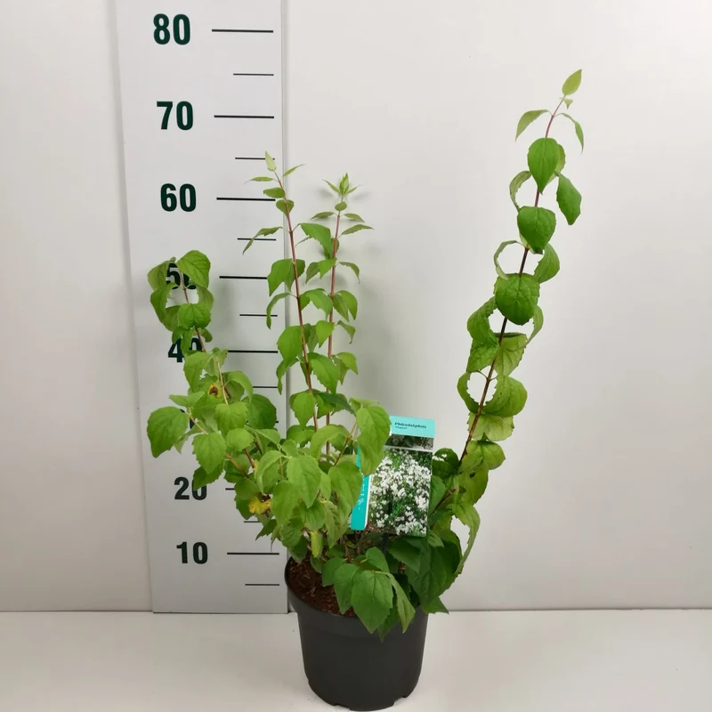 Philadelphus 'Virginal' C3 (3 liters kruka) 50-60 cm