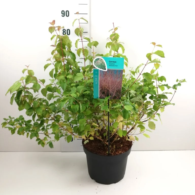 Cornus sanguinea 'Midwinter Fire' C10 (10 liters kruka) 60-80 cm