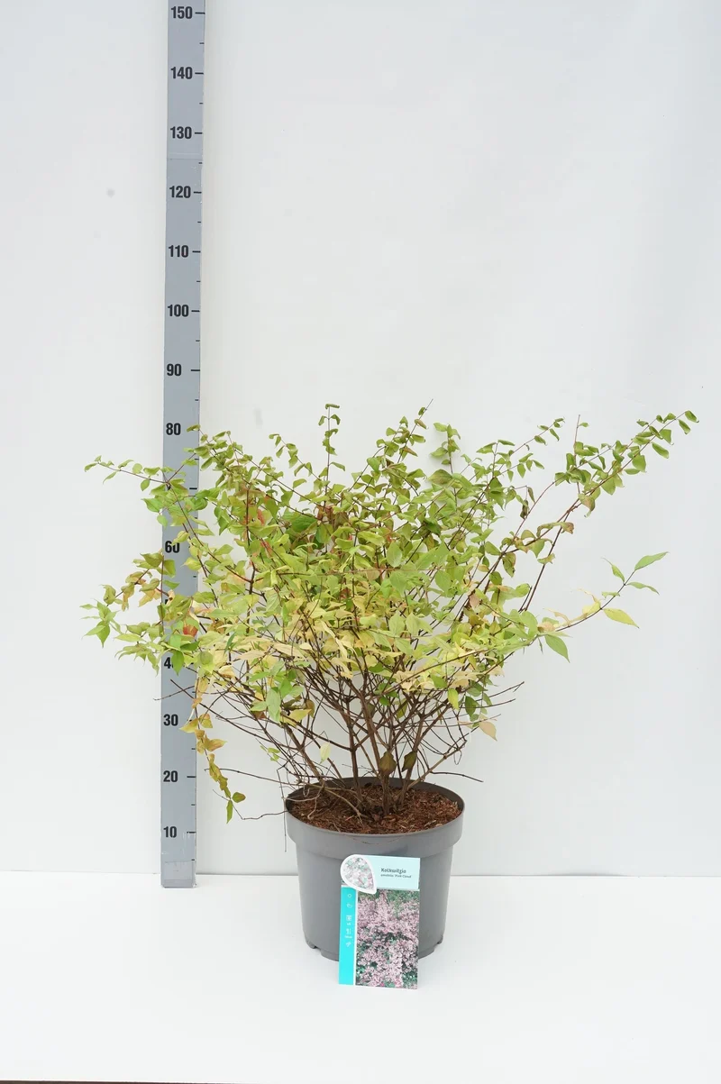 Kolkwitzia amabilis 'Pink Cloud' C10 (10 liters kruka) 60-80 cm