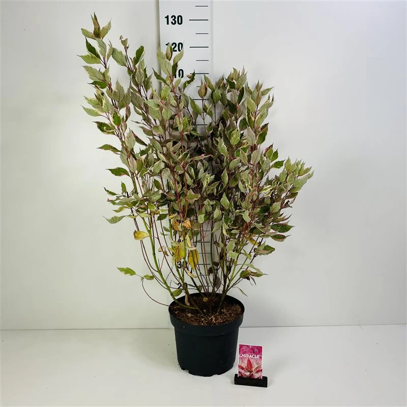 Cornus alba 'Miracle'® C10 (10 liters kruka) 80-100 cm