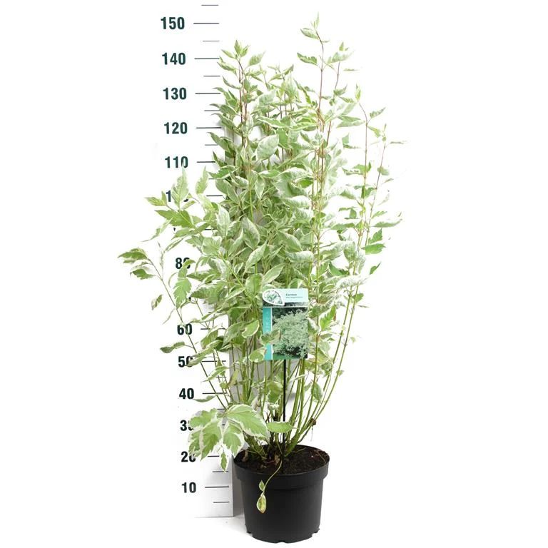Cornus alba 'Elegantissima' C10 (10 liters kruka) 80-100 cm
