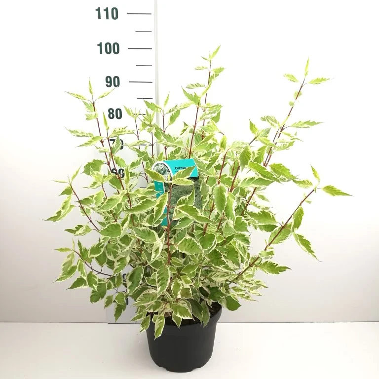 Cornus alba 'Elegantissima' C10 (10 liters kruka) 80-100 cm