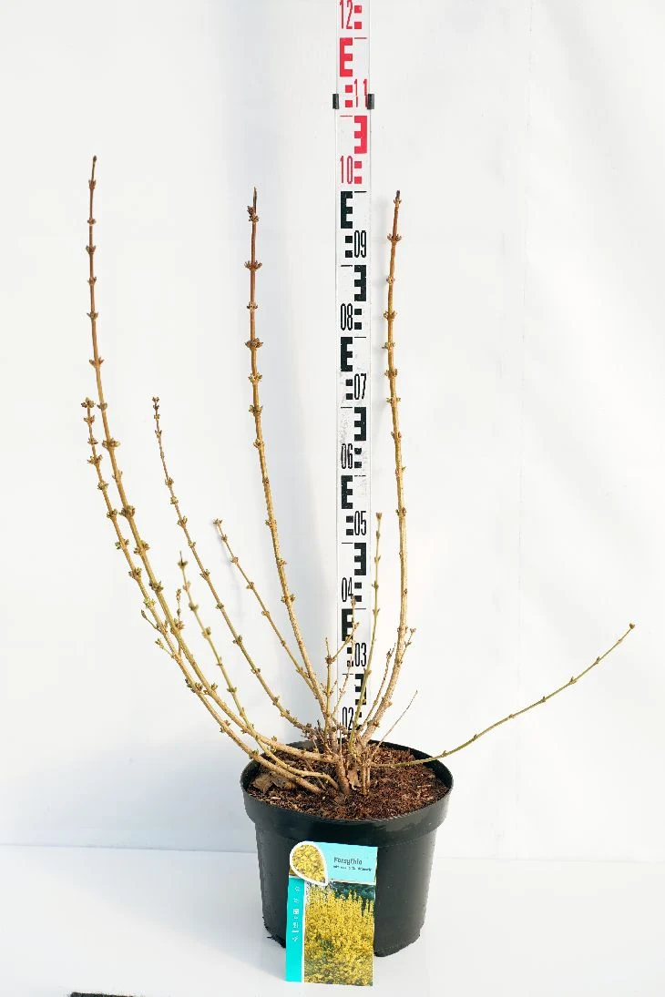 Forsythia int. 'Goldrausch' C10 (10 liters kruka) 50-60 cm