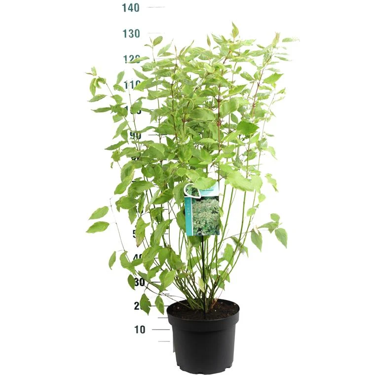 Cornus alba 'Gouchaultii' C10 (10 liters kruka) 80-100 cm