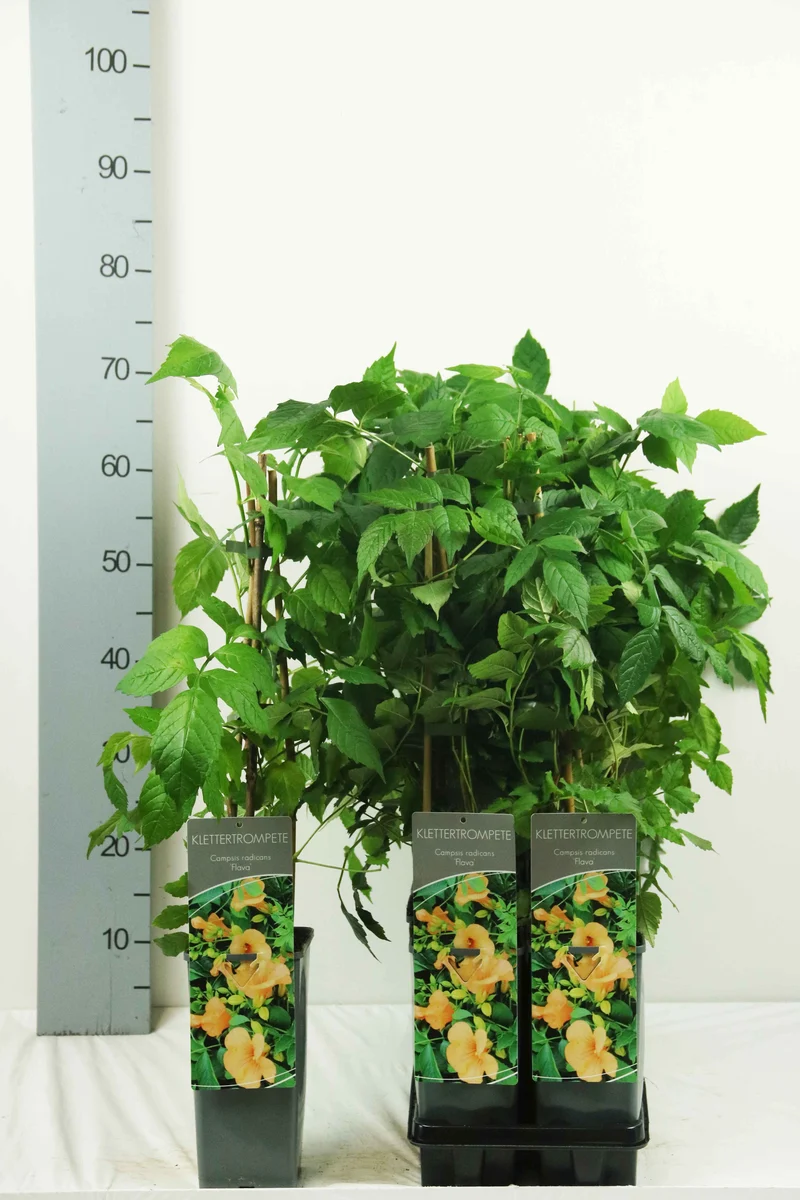 Campsis radicans 'Flava' C2 (2 liters kruka) 40-60 cm