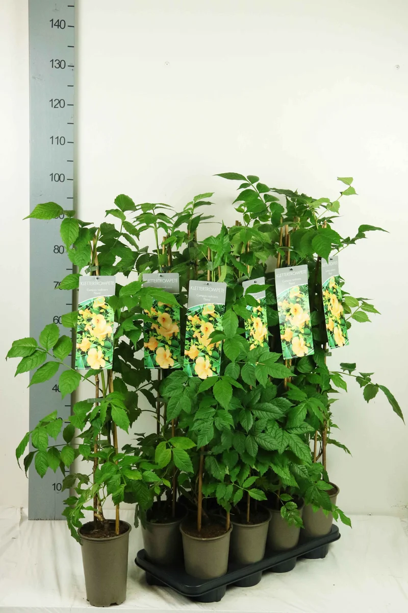Campsis rad. 'Flava' 17 cm kruka 60-100 cm 3-käppar