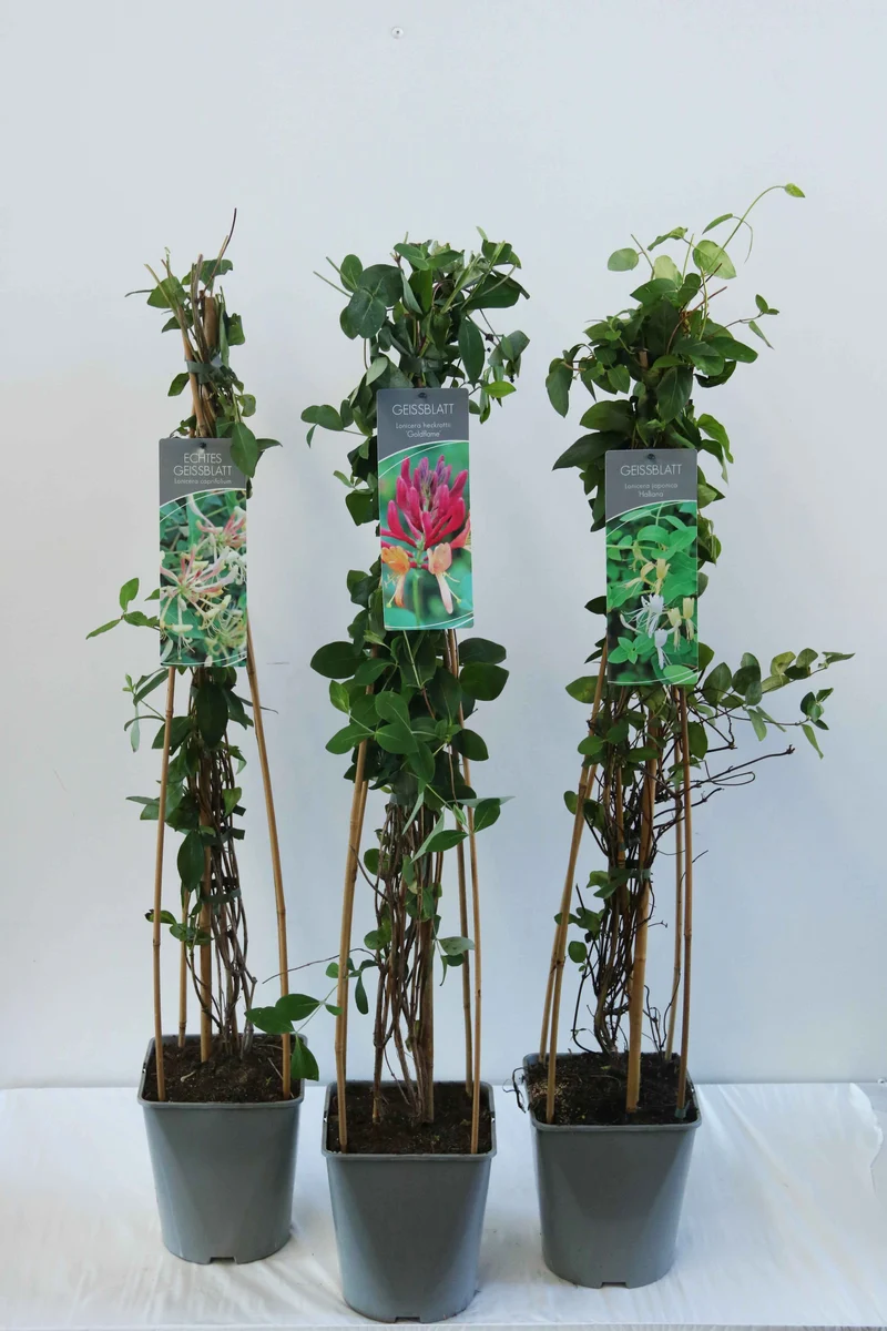 Lonicera i olika sorter - C5 (5 liters kruka) / 23 cm kruka, 80-100 cm