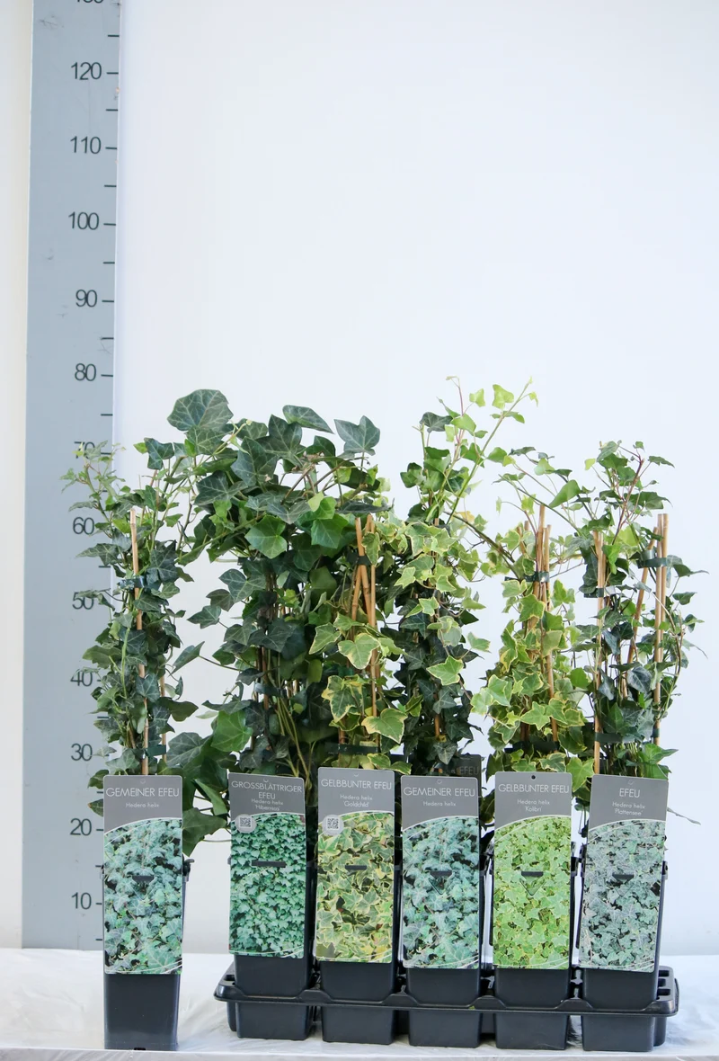 Hedera i sorter C2 (2 liters kruka) / 17 cm kruka, 40-60 cm, 3 käppar
