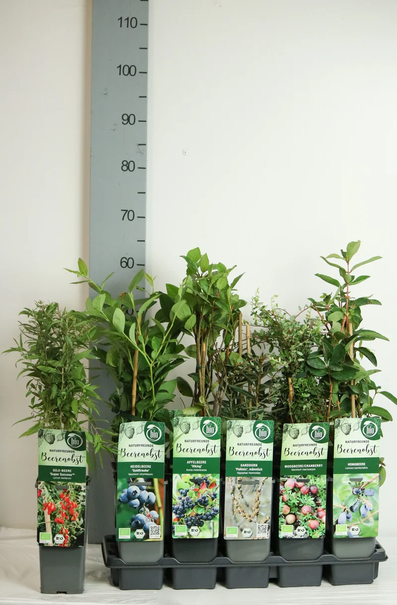 Fruktväxter i sorter C2 (2 liters kruka) / 17 cm kruka 30-35 cm