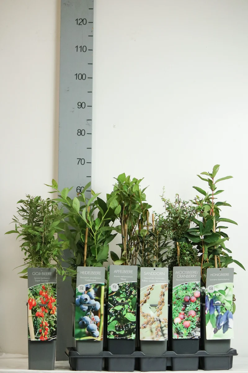 Fruktväxter i sorter, C2 (2 liters kruka) / 17 cm kruka, 30-40 cm