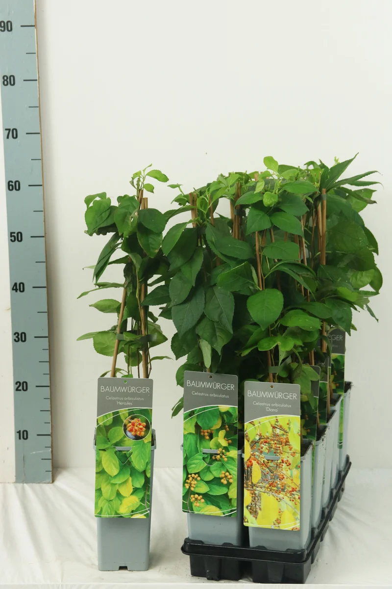 Celastrus i sorter C2 (2 liters kruka) 40-60 cm