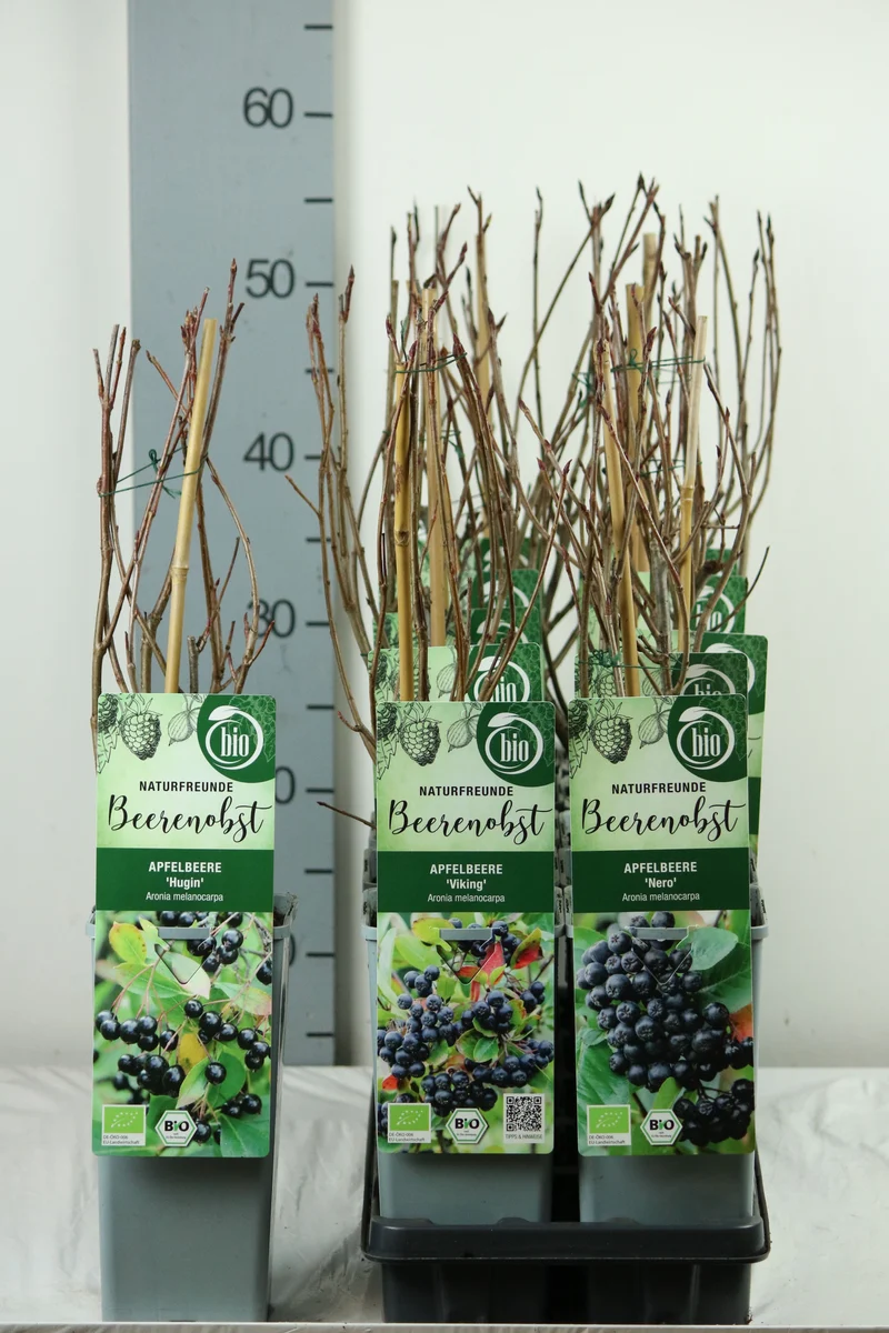 Aronia melanocarpa C2 (2 liters kruka) 30-35 cm
