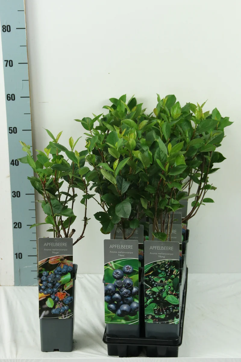 Aronia i olika sorter C2 (2 liters kruka) 30-40 cm