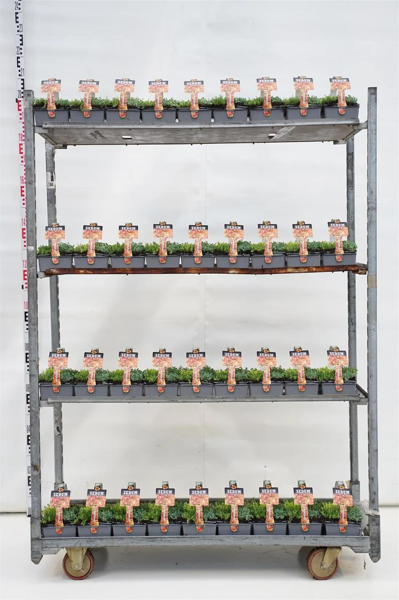 Sedum, olika sorter 6-pack (7 cm kruka)