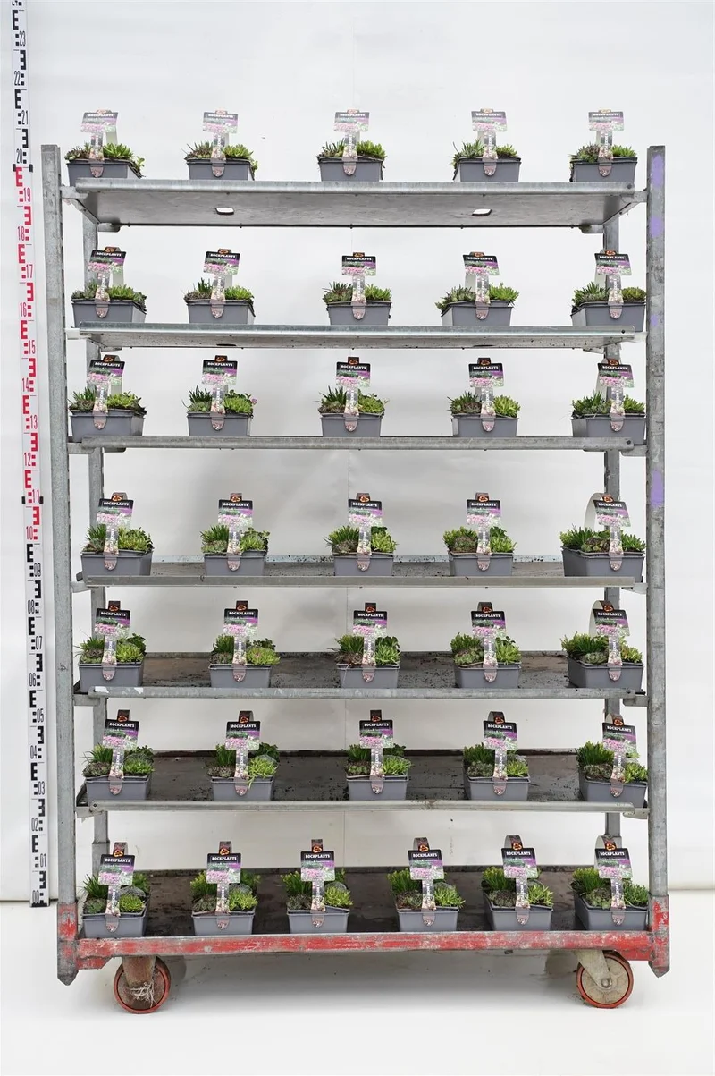 Stenpartiväxter, olika sorter 6-pack (7 cm kruka)