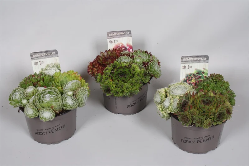 Sempervivum Trio C1,5 (1,5 liters kruka)
