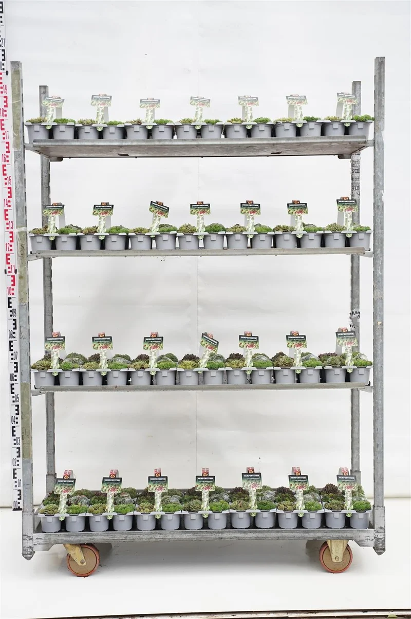 Sempervivum i olika sorter 6-pack (9 cm kruka)