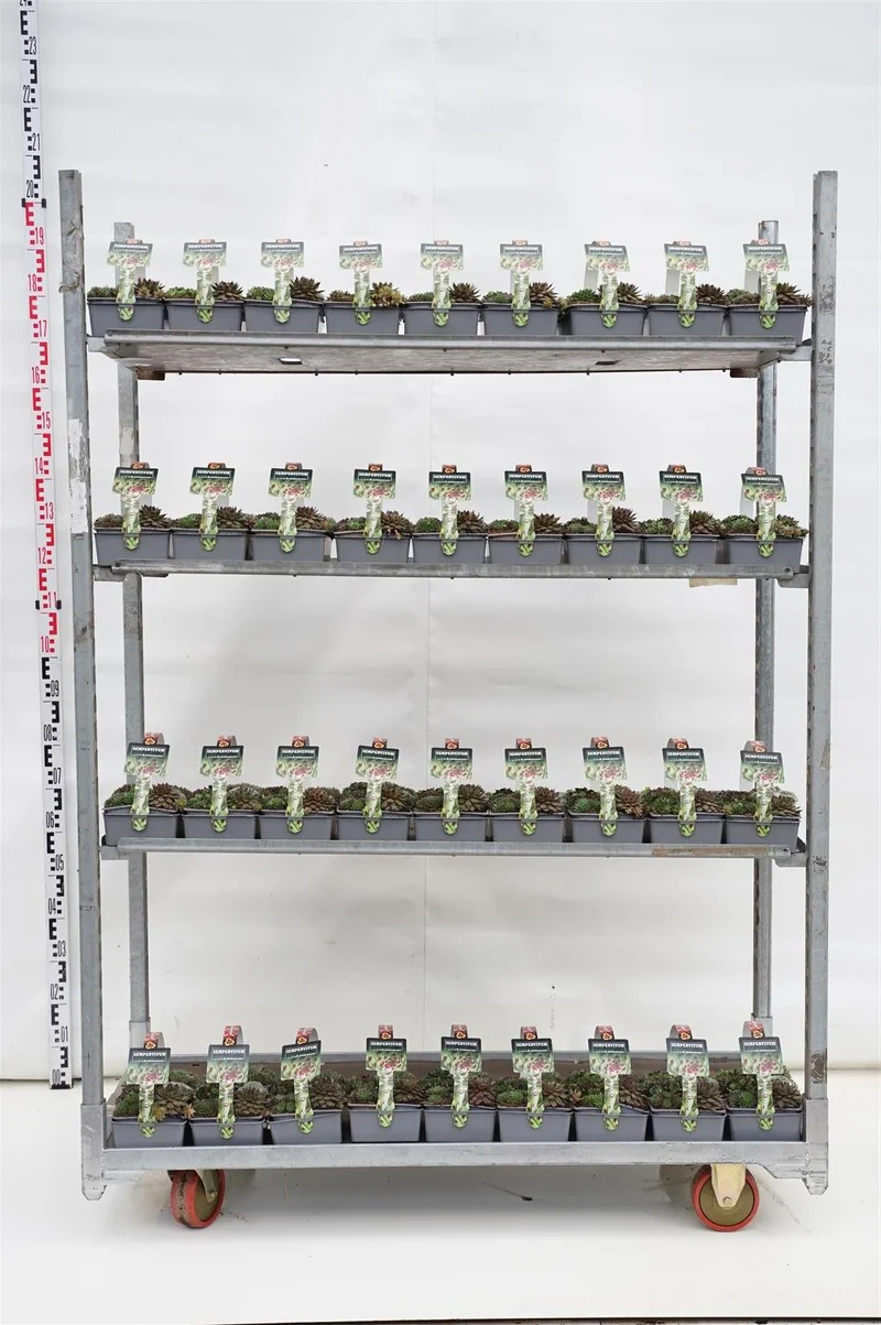 Sempervivum blandade sorter 6-pack (7 cm kruka)