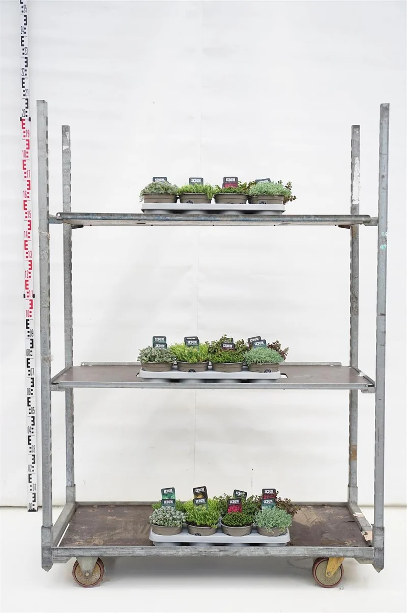 Sedum i olika sorter C1,5 / 14 cm kruka