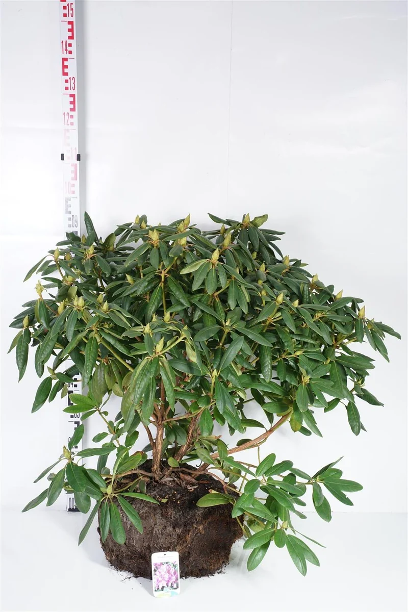 Rhododendron 'Roseum Elegans' 70-80 cm rotklump