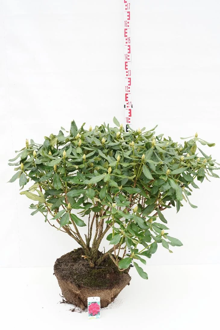 Rhododendron 'Nova Zembla' 80-90 cm rotklump