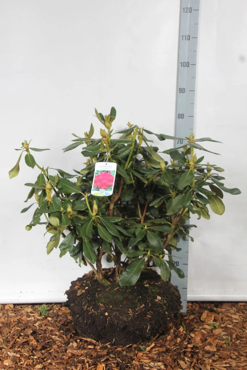 Rhododendron 'Nova Zembla' 60-70 cm rotklump