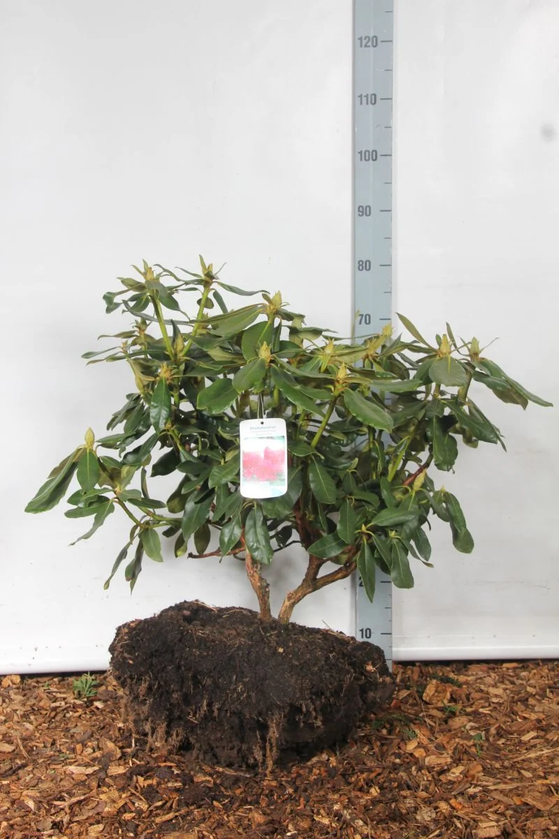 Rhododendron 'Nova Zembla' 50-60 cm rotklump