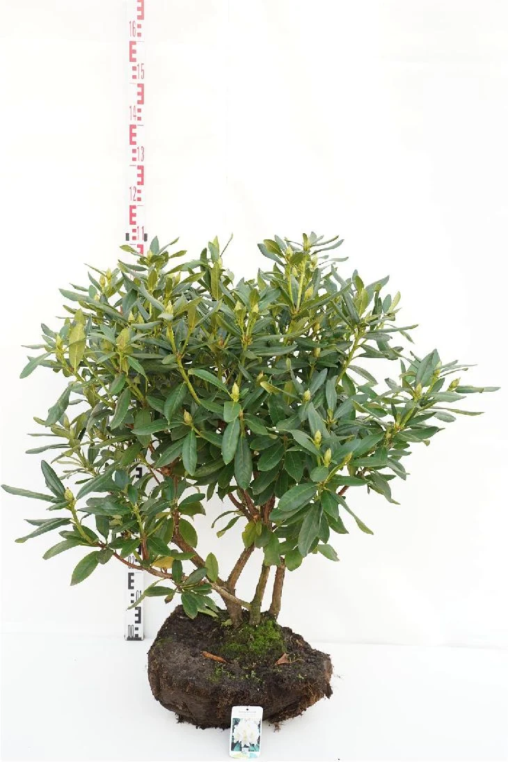 Rhododendron 'Cunningham's White' 80-90 cm rotklump