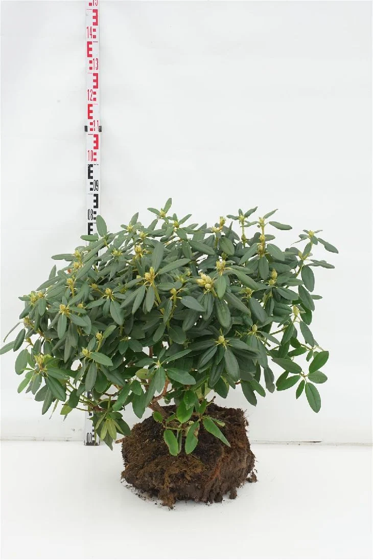 Rhododendron 'Catawb. Grandiflorum' 70-80 cm rotklump