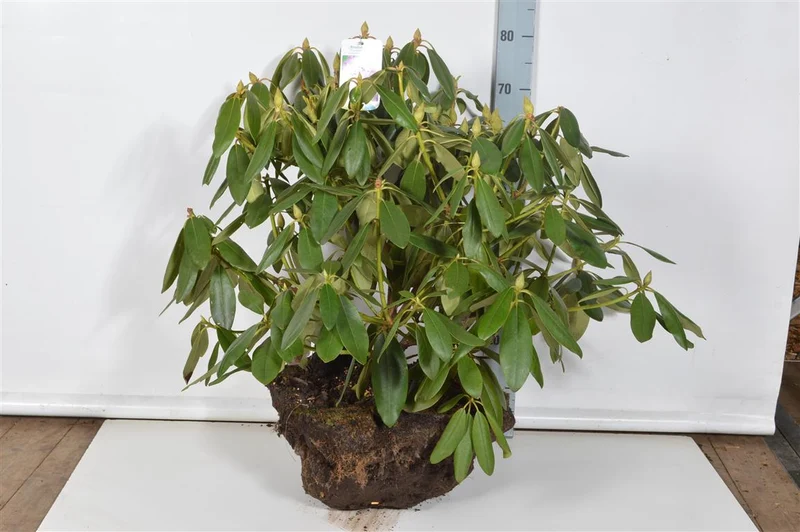 Rhododendron 'Catawb. Boursault' 50-60 cm rotklump