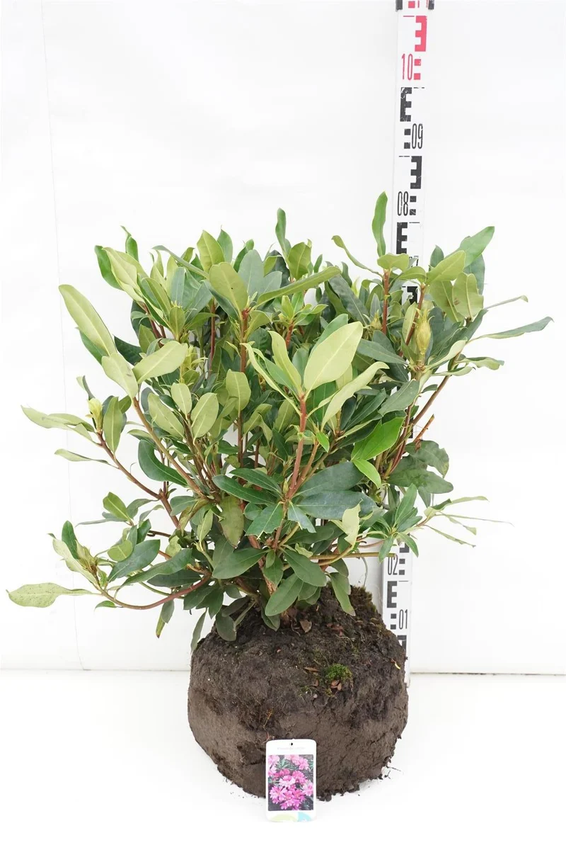 Rhododendron pont. 'Roseum' 50-60 cm rotklump