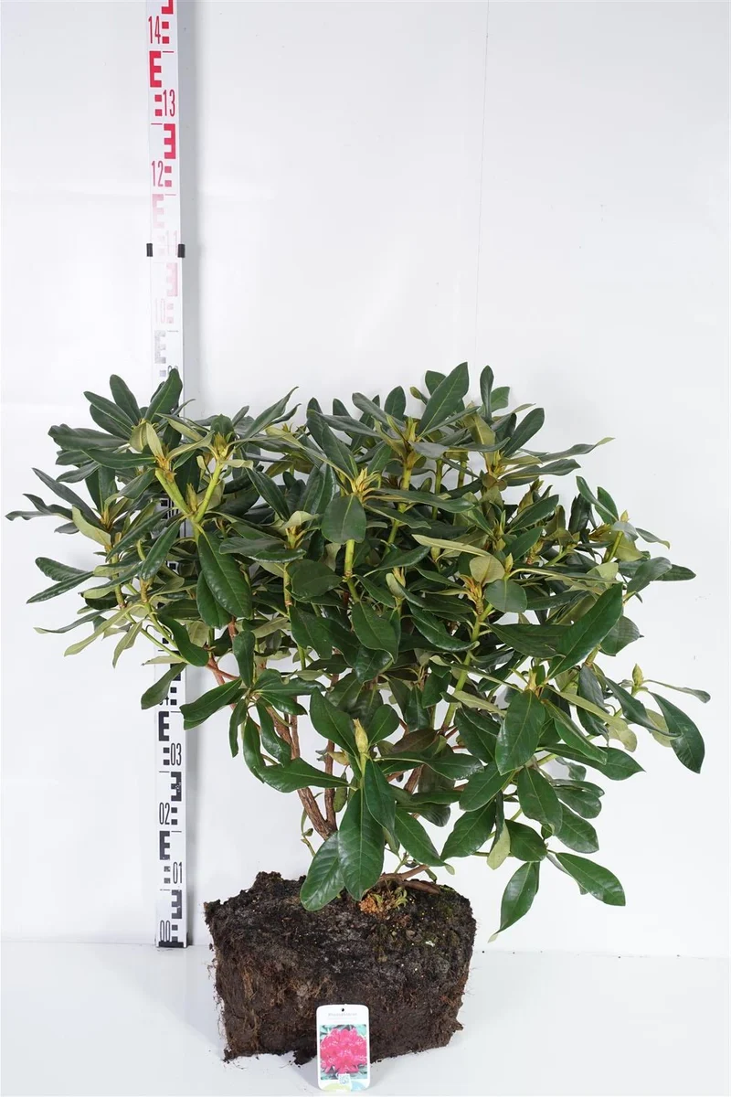 Rhododendron 'Nova Zembla' 70-80 cm rotklump