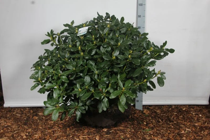 Rhododendron 'Cunningham's White' 60-70 cm rotklump
