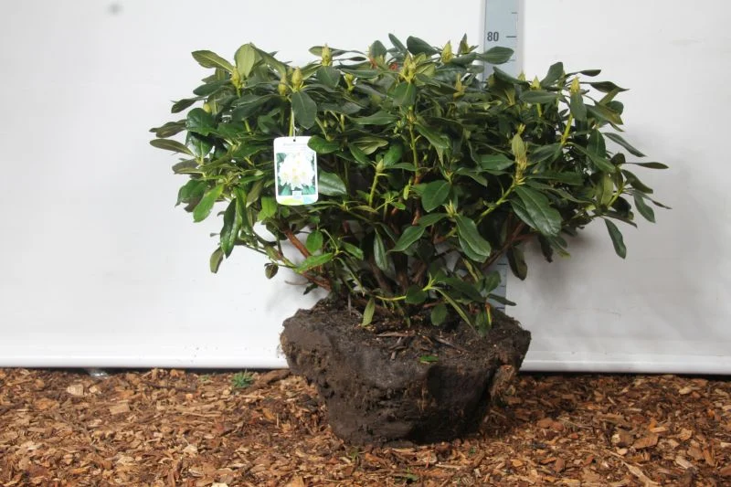 Rhododendron 'Cunningham's White' 50-60 cm rotklump