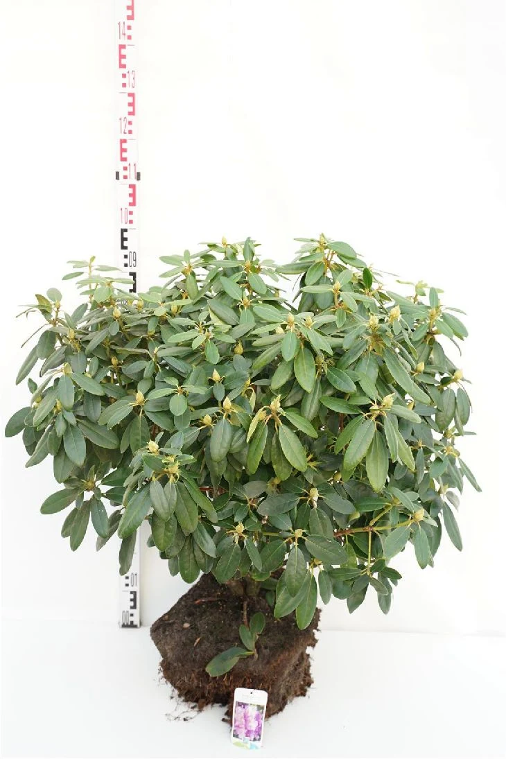 Rhododendron 'Catawb. Grandiflorum' 80-90 cm rotklump