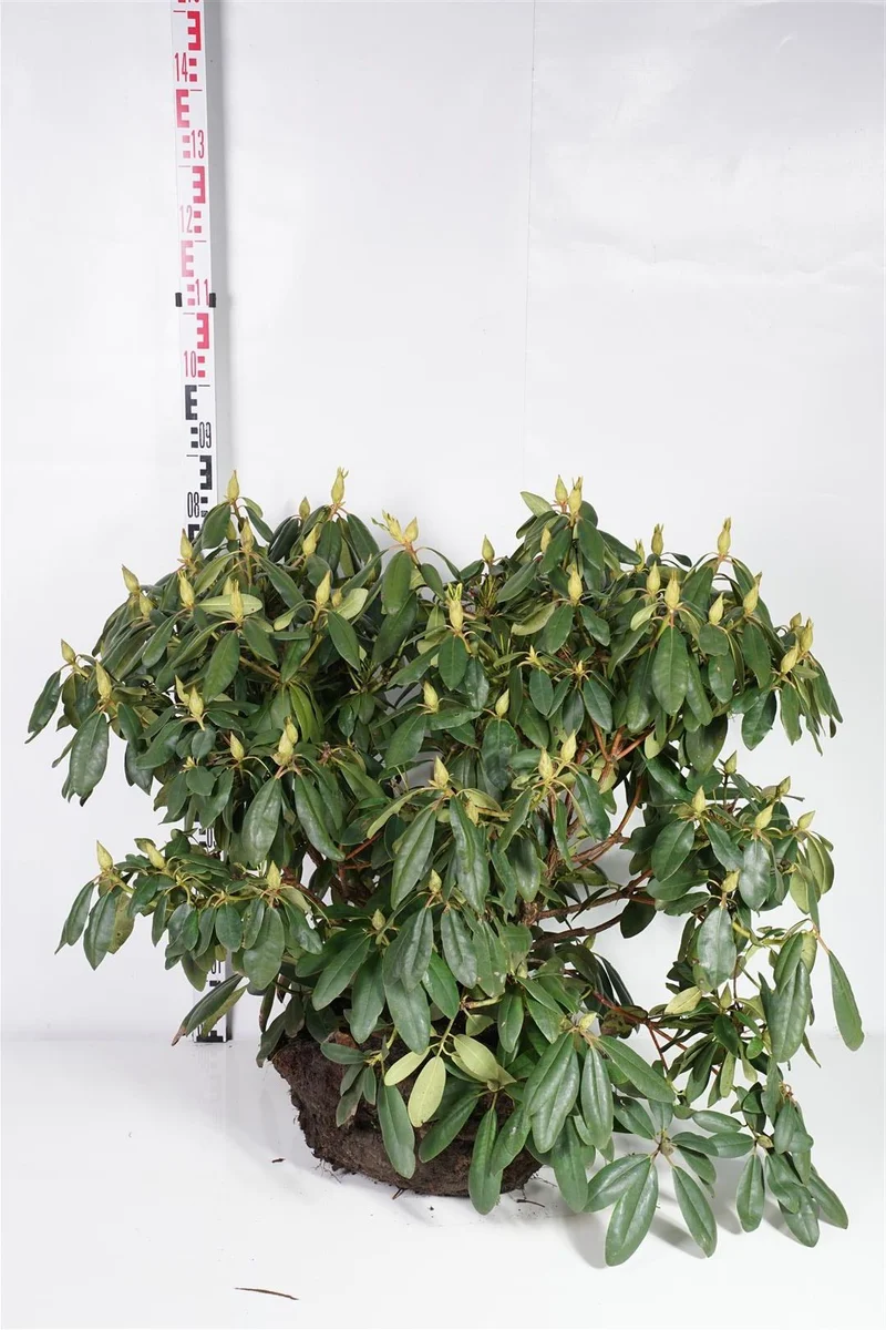 Rhododendron 'Catawb. Boursault' 80-90 cm rotklump