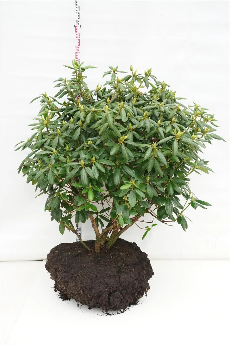 Rhododendron 'Roseum Elegans' 120-140 cm rotklump