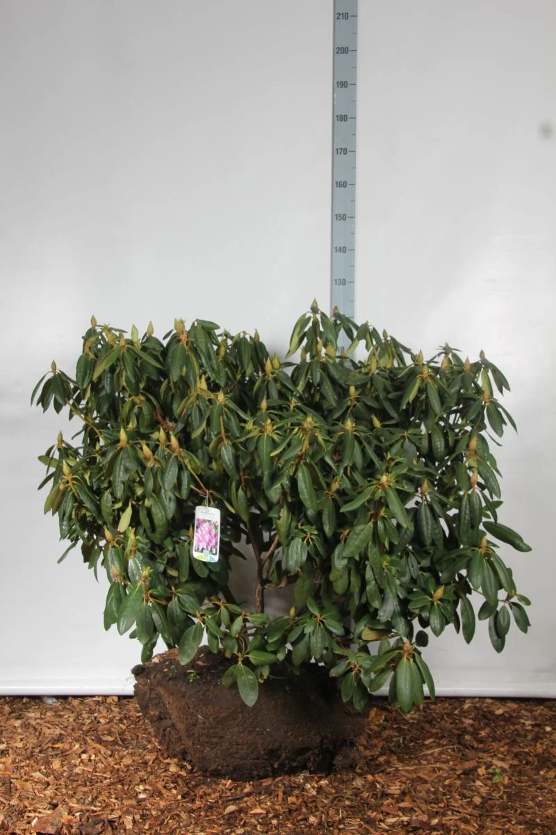 Rhododendron 'Roseum Elegans' 100-120 cm rotklump