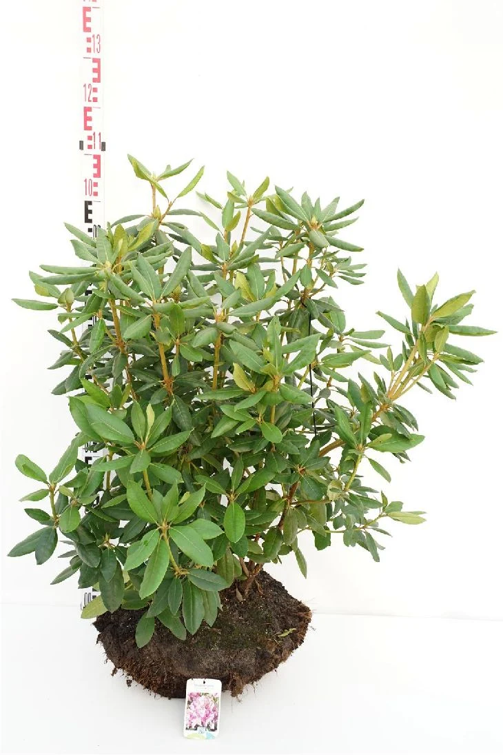 Rhododendron 'Roseum Elegans' 80-90 cm rotklump