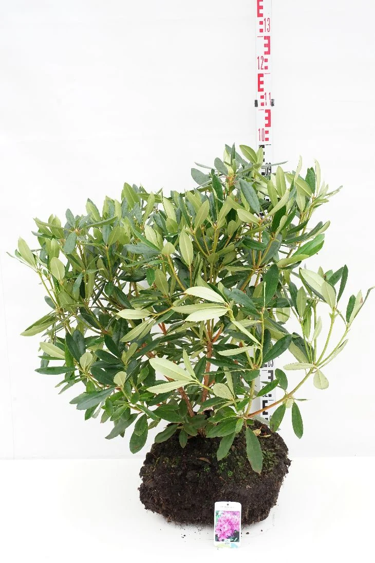 Rhododendron ponticum 80-90 cm med rotklump